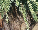 和束町の木：スギ Town tree : cedar(Sugi)